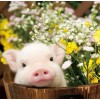 Pig & Flowers Painting Kit