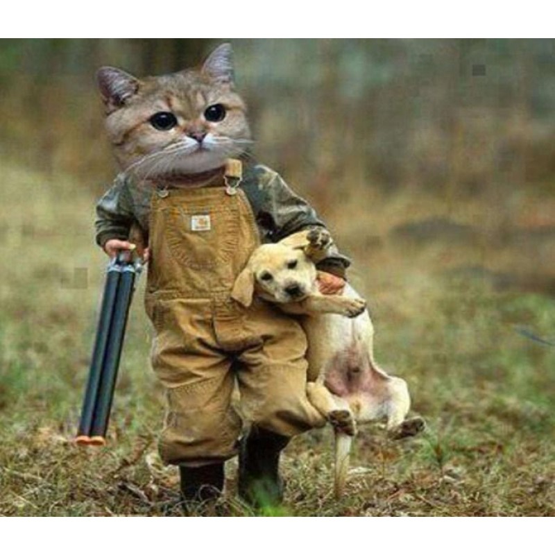 Funny Cat with Gun C...