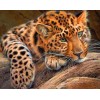 Stunning Cheetah Diamond Painting Kit
