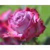 Lovely Roses DIY Painting Kit