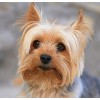 Yorkshire Terrier Diamond Painting Kit