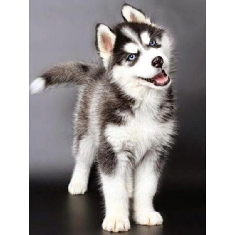 Splendid Husky Diamo...