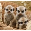 Meerkats Painting- Diamond Art Kit
