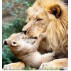 Adorable Lion with Cub - Diamond Painting Kit