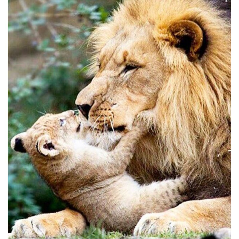 Adorable Lion with C...