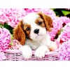 Sweet Puppy & Pink Flowers