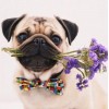 Puppy with Flowers - Pug Dog Breed