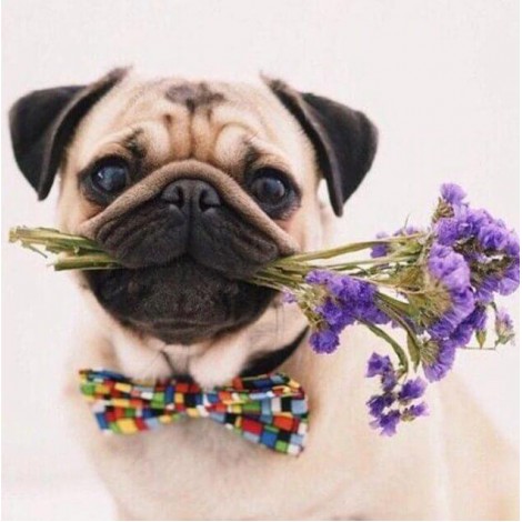 Puppy with Flowers - Pug Dog Breed