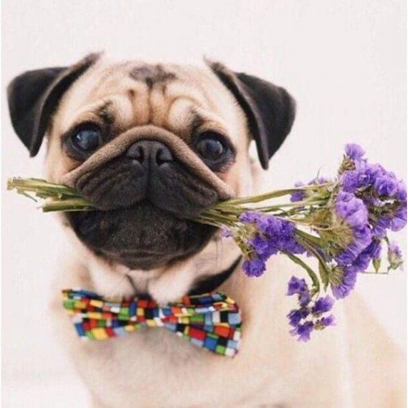 Puppy with Flowers -...
