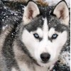 Wolf in Snow Diamond Art Kit