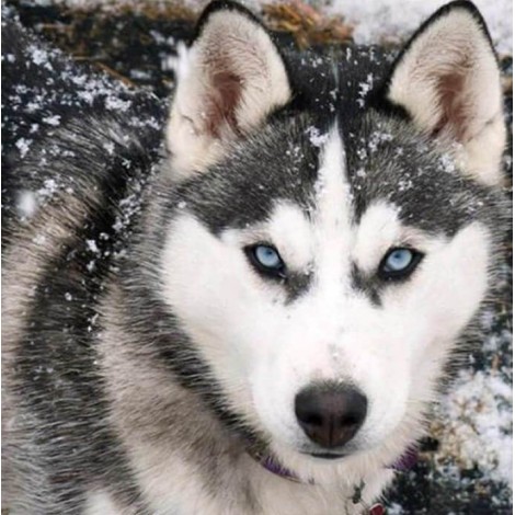 Wolf in Snow Diamond Art Kit
