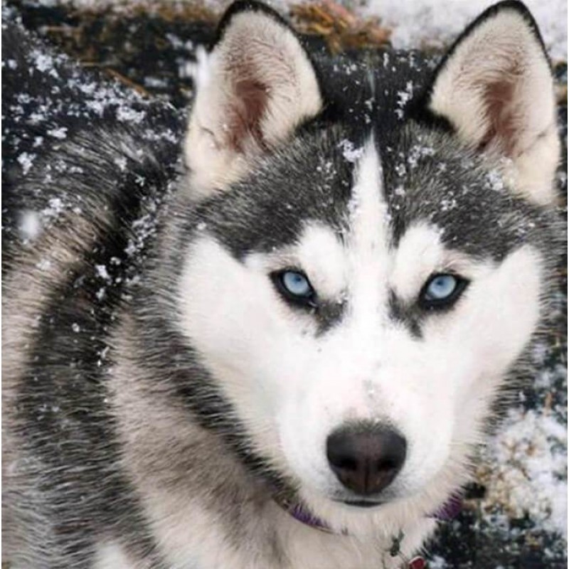 Wolf in Snow Diamond...