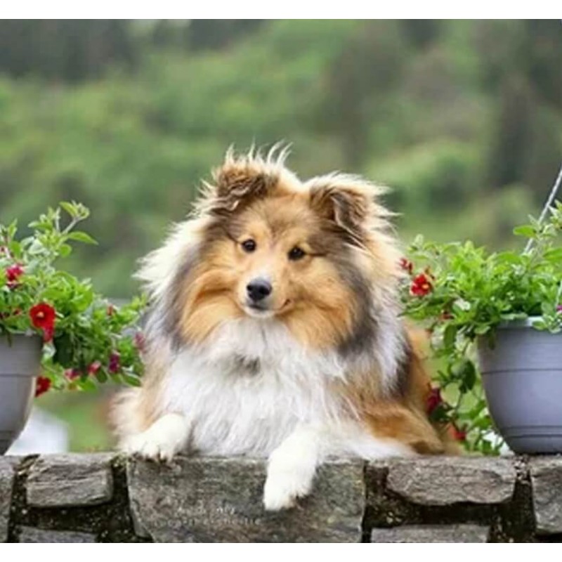 Amazing Dog Painting...