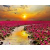 Sun Setting by Flower Garden