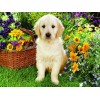 Cute Dog & Flowers Basket