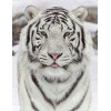 Stunning White Tiger  in Winter