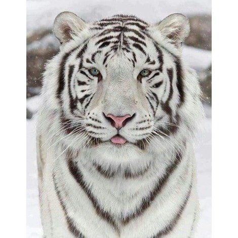 Stunning White Tiger  in Winter