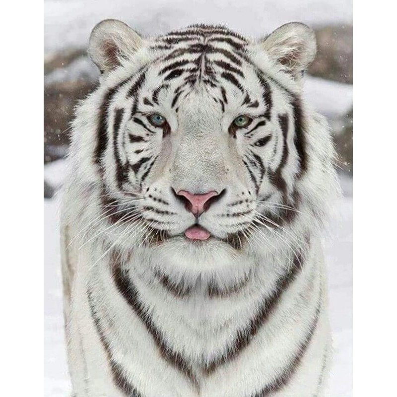 Stunning White Tiger...