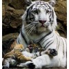 Beautiful White Tiger & Baby