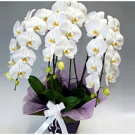 White Orchids Diamond Art Kit