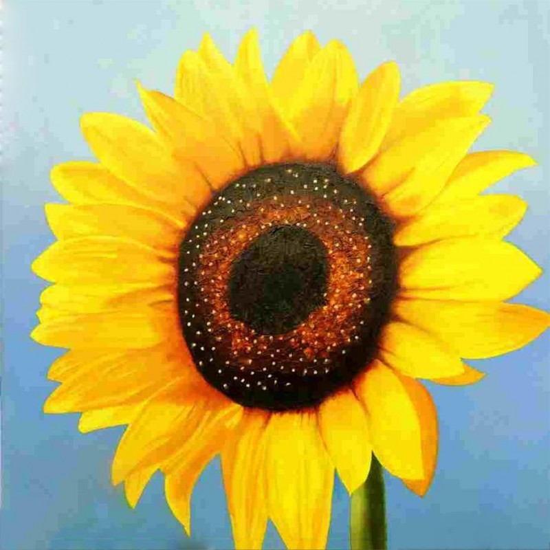 Sunflower Close up D...