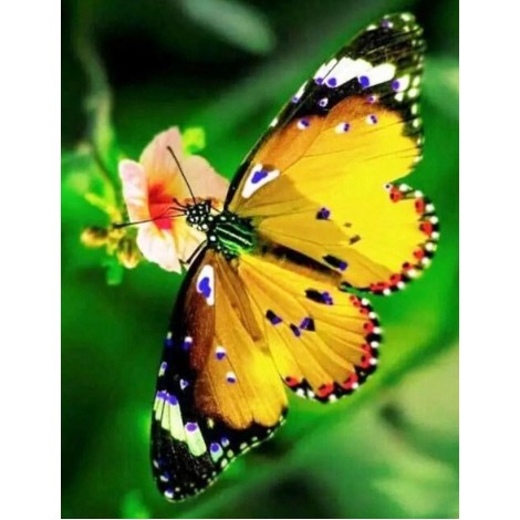 Yellow Butterfly & Flower Art Kit