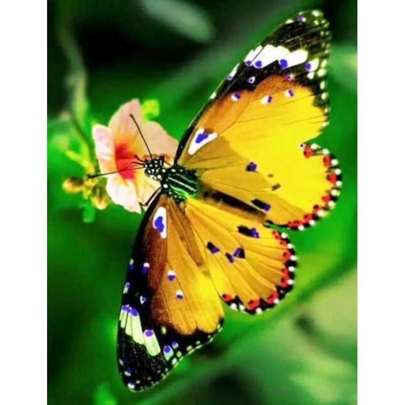 Yellow Butterfly & F...