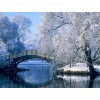Winter Tree & Amazing Bridge View