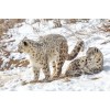 Snow Leopard on Snowy Mountain