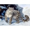 Snow Leopard on Snowy Mountain