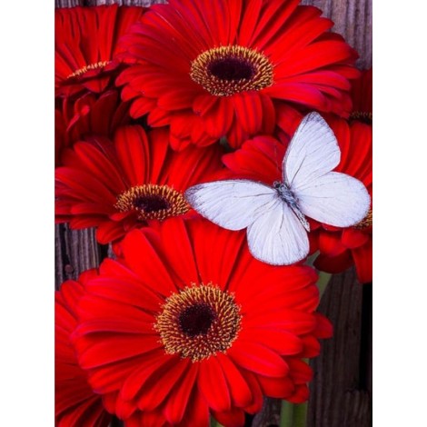 White Butterfly on Beautiful Red Flowers