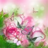 Butterflies on Beautiful Roses
