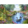 Wonderful Swans in a Beautiful Natural Pond