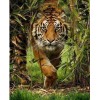 Incredible Huge Tiger
