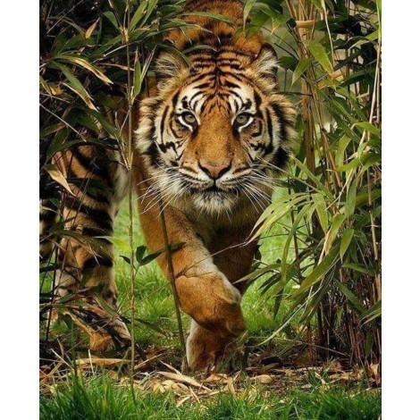 Incredible Huge Tiger
