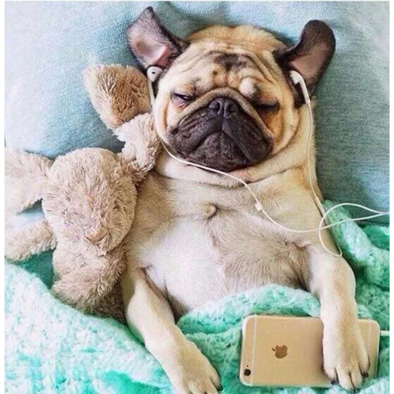 Cute Angry Dog Diamo...