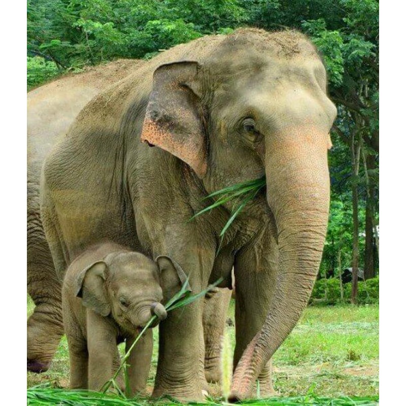 Mother Elephant with...