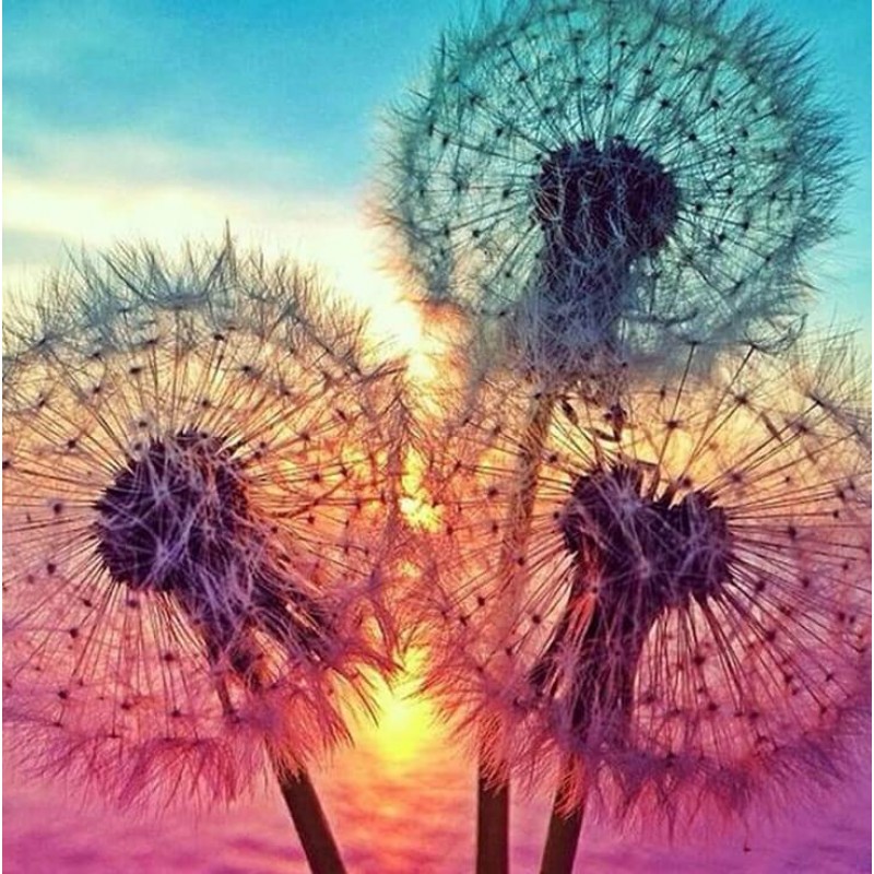 Beautiful Dandelions...
