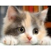 Sweet Kitten DIY Diamond Painting