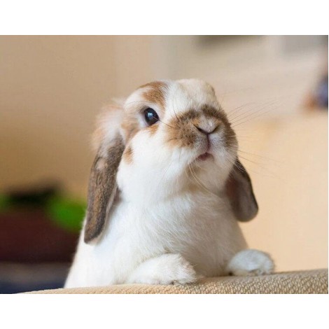 Sweet Rabbit DIY Diamond Painting