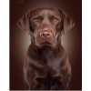 Dogs Diamond Art Painting Kits