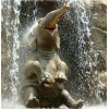 Baby Elephant in Water Painting Kit