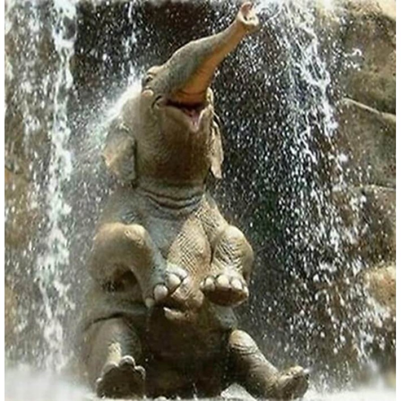 Baby Elephant in Wat...