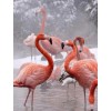 Flamingos Diamond Art Painting Kits