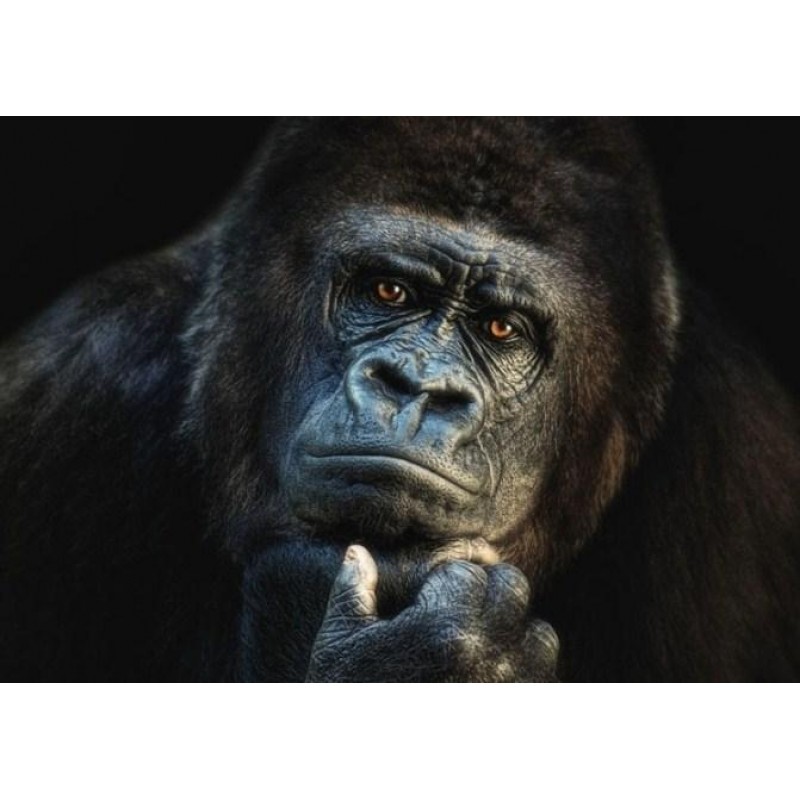 Gorilla - Paint with...