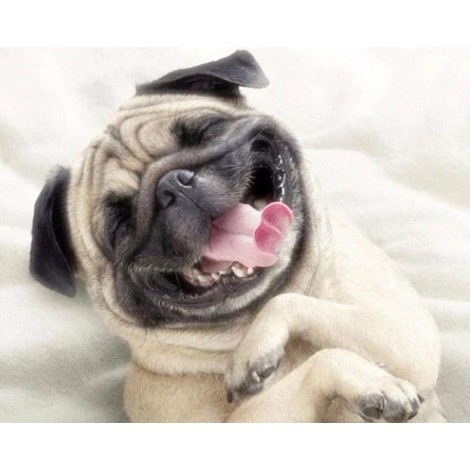 Laughing Pug Dog Painting KitDZDP587