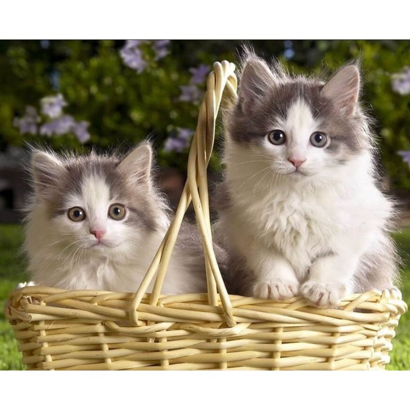 Kittens in Basket - ...