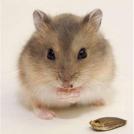 Cutie Hamster Diamond Painting Kit