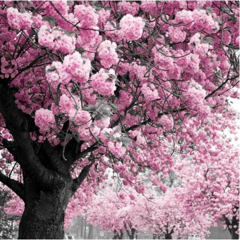 Tree full of Lavish Pink Flowers