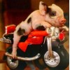 Little Bike & Piggy Painting Kit